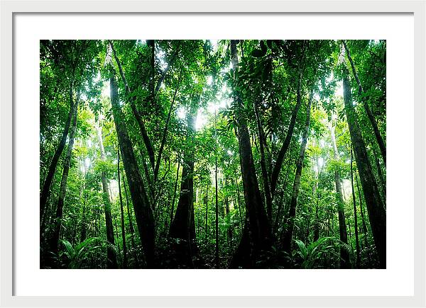 Inside The Lush Amazon Canopy