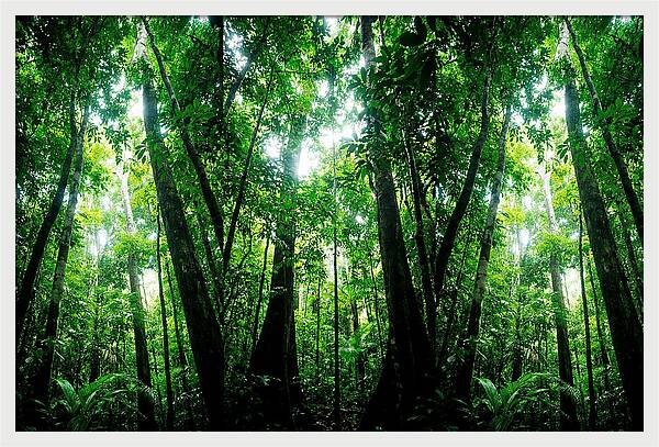 Inside The Lush Amazon Canopy