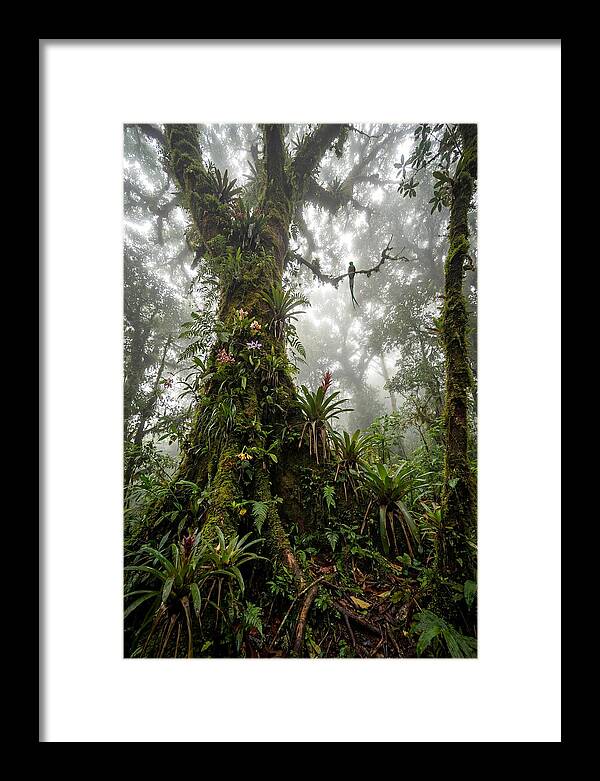 Inside The Monteverde Cloud Forest