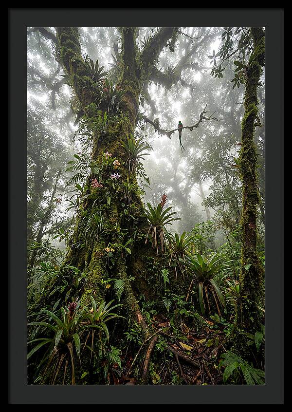 Inside The Monteverde Cloud Forest