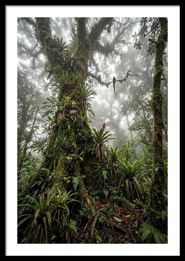 Inside The Monteverde Cloud Forest