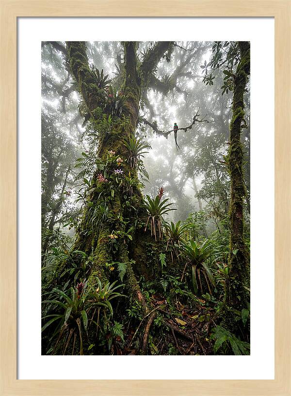 Inside The Monteverde Cloud Forest