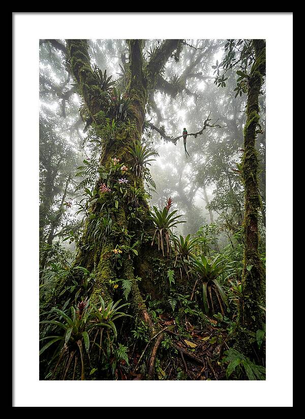 Inside The Monteverde Cloud Forest