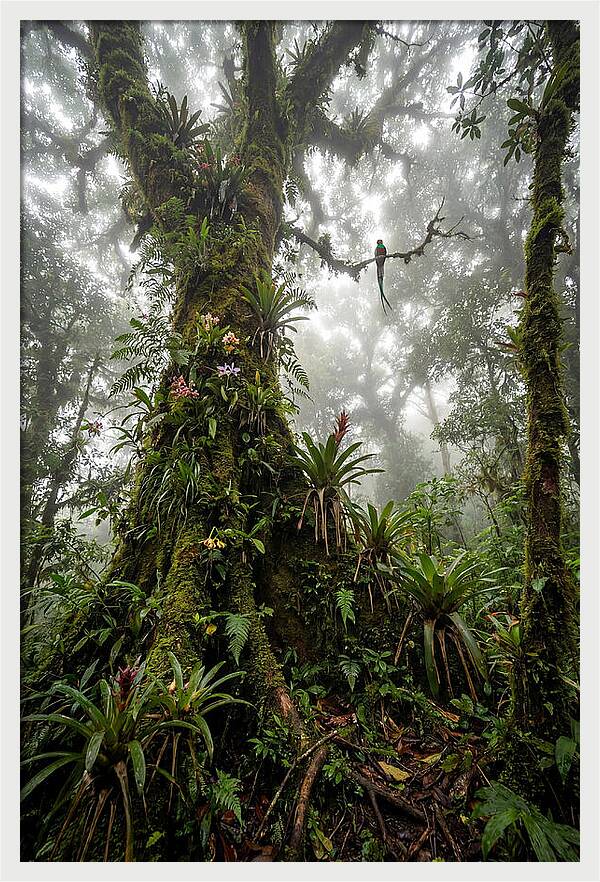 Inside The Monteverde Cloud Forest