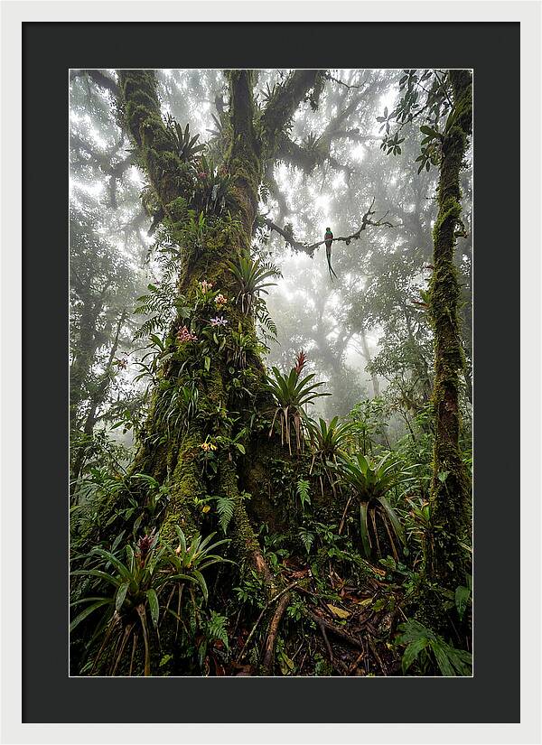 Inside The Monteverde Cloud Forest