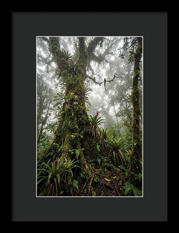 Inside The Monteverde Cloud Forest