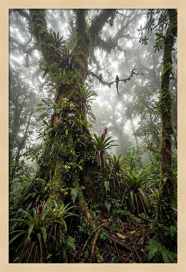 Inside The Monteverde Cloud Forest