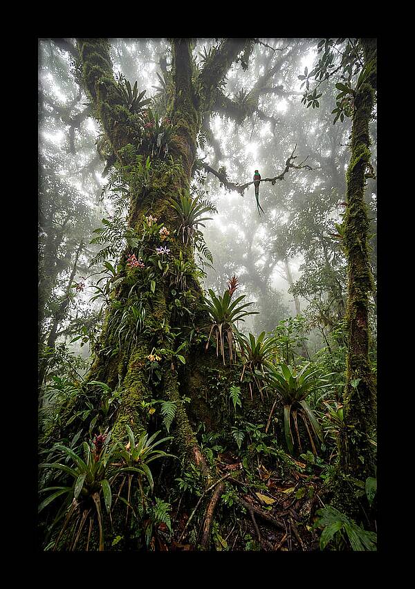 Inside The Monteverde Cloud Forest