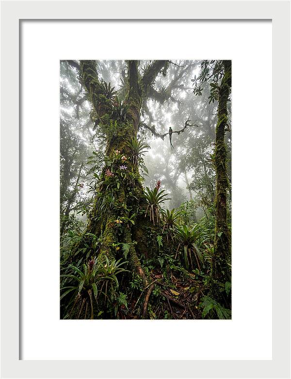 Inside The Monteverde Cloud Forest