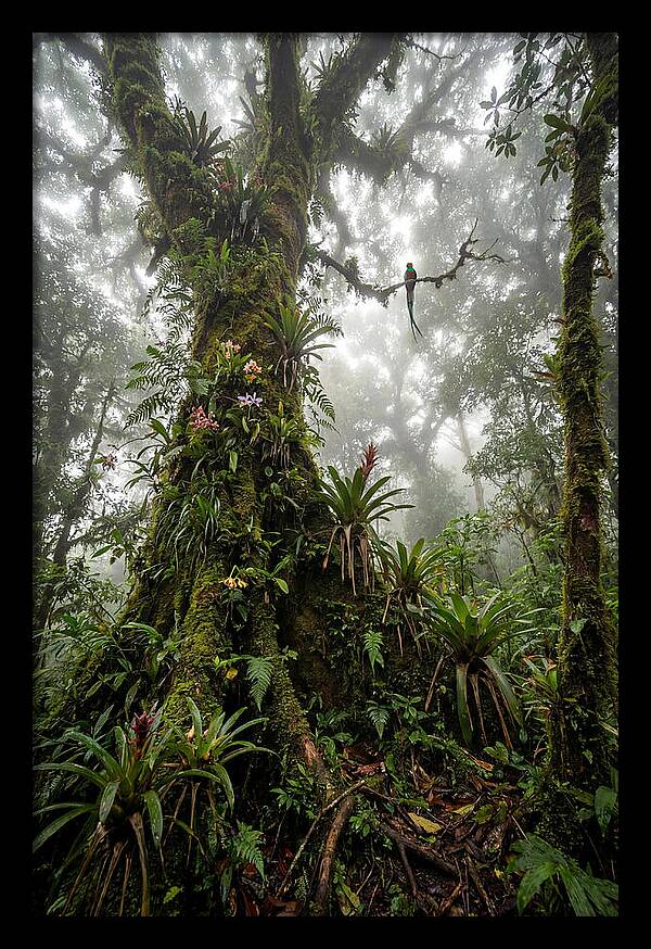 Inside The Monteverde Cloud Forest