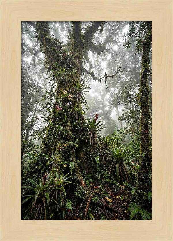 Inside The Monteverde Cloud Forest