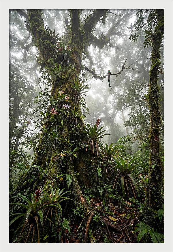 Inside The Monteverde Cloud Forest