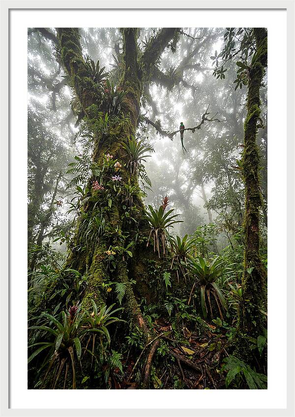 Inside The Monteverde Cloud Forest