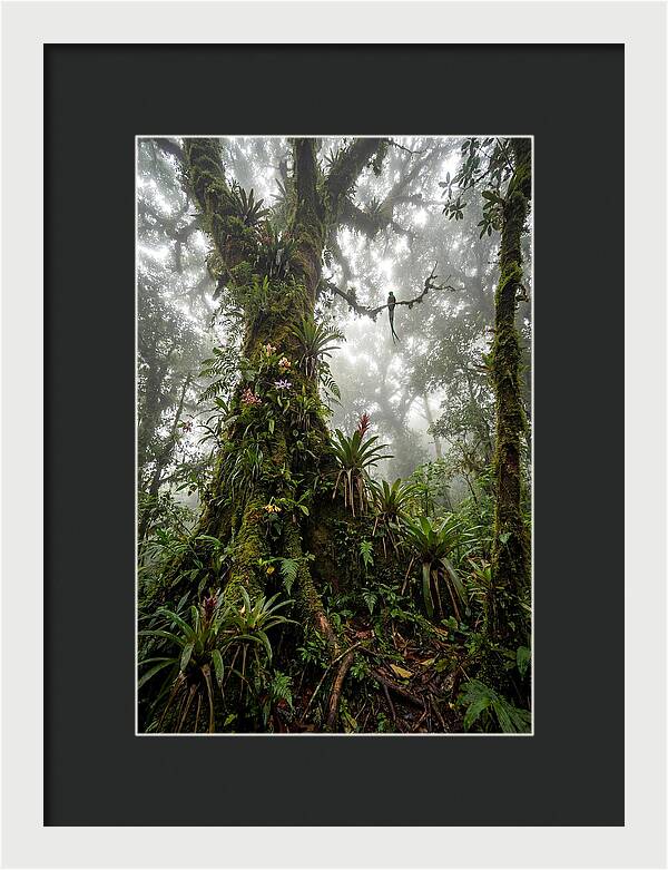 Inside The Monteverde Cloud Forest