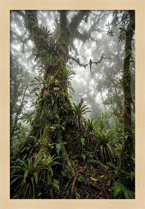 Inside The Monteverde Cloud Forest