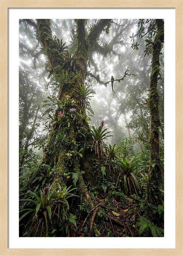 Inside The Monteverde Cloud Forest