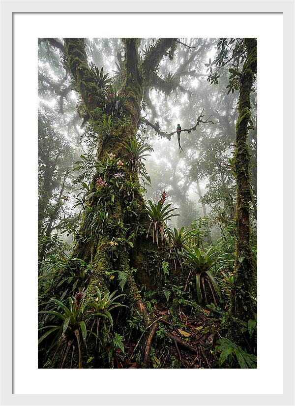 Inside The Monteverde Cloud Forest