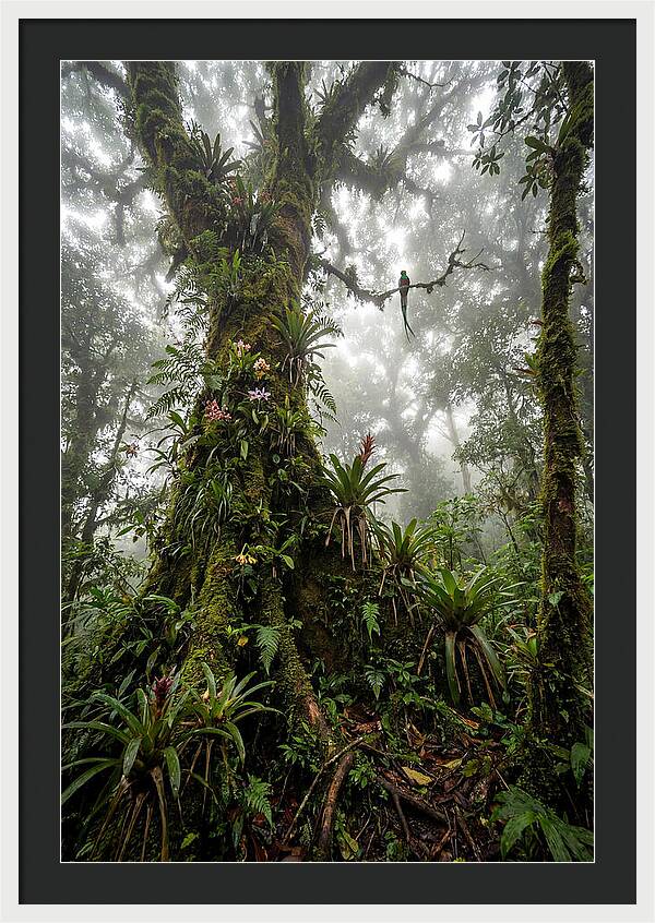 Inside The Monteverde Cloud Forest