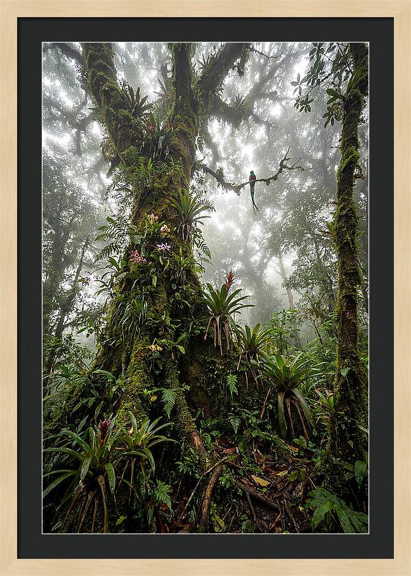 Inside The Monteverde Cloud Forest