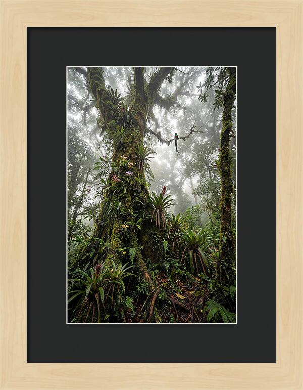 Inside The Monteverde Cloud Forest