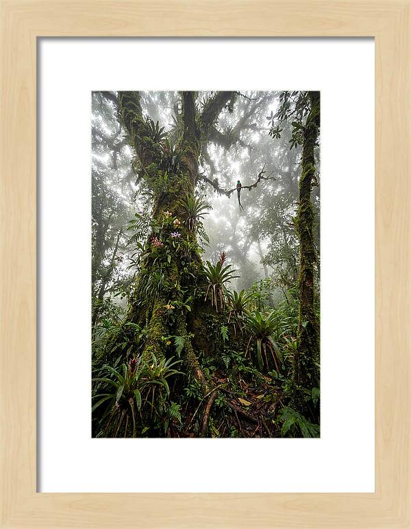 Inside The Monteverde Cloud Forest
