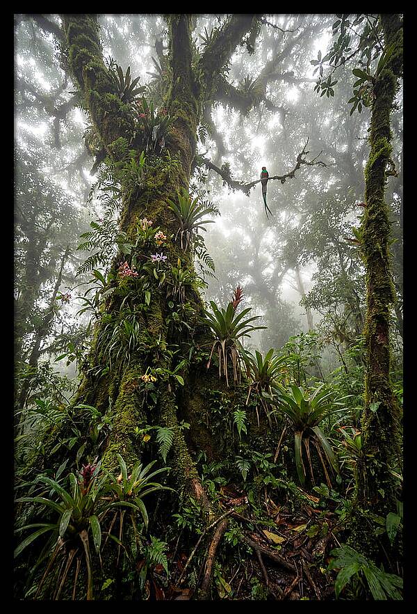 Inside The Monteverde Cloud Forest