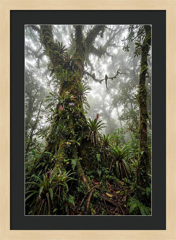 Inside The Monteverde Cloud Forest