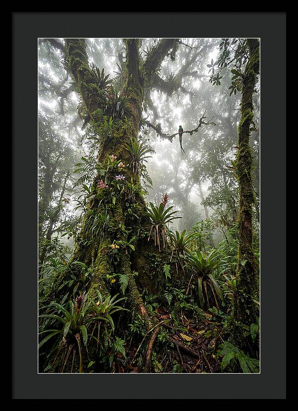 Inside The Monteverde Cloud Forest