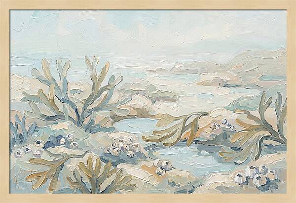 Intertidal Zone Life