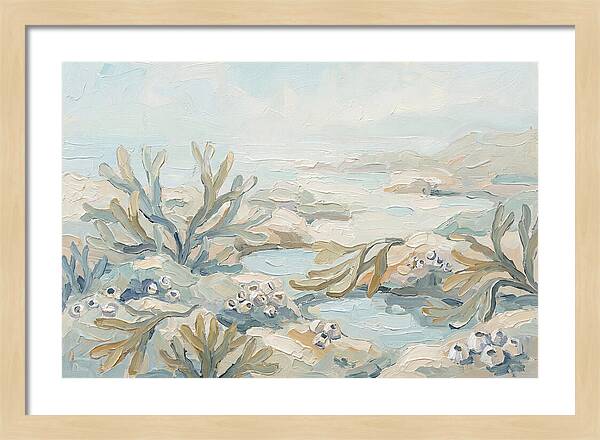 Intertidal Zone Life