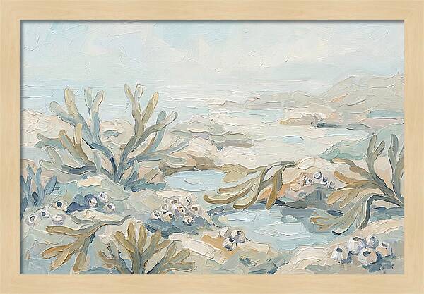 Intertidal Zone Life