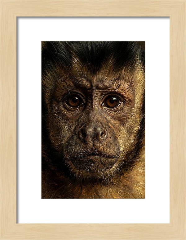 Intimate Capuchin Monkey Portrait