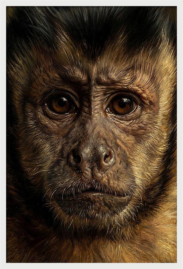 Intimate Capuchin Monkey Portrait