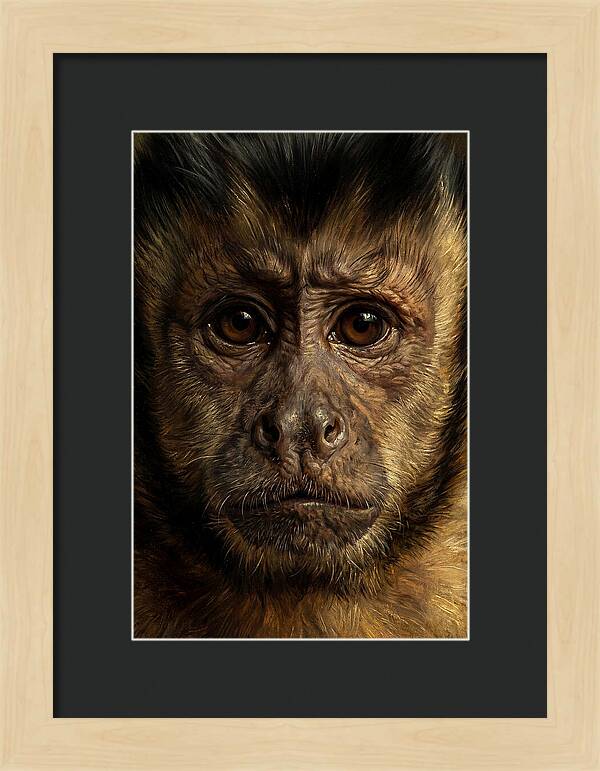 Intimate Capuchin Monkey Portrait