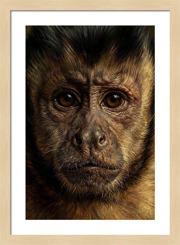 Intimate Capuchin Monkey Portrait