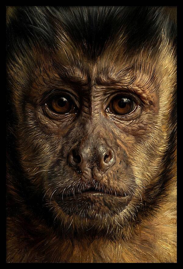 Intimate Capuchin Monkey Portrait