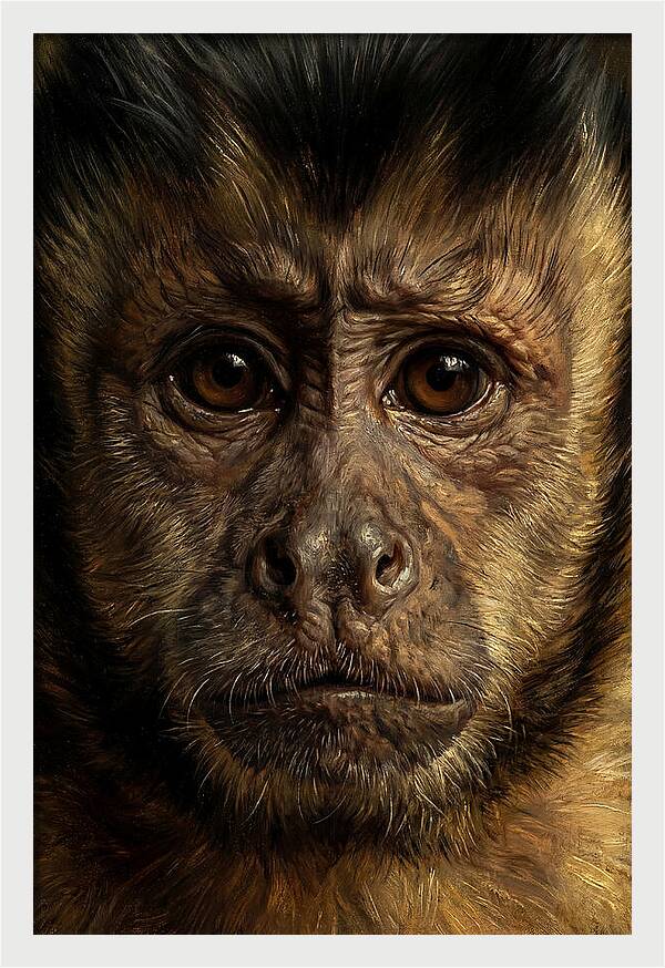 Intimate Capuchin Monkey Portrait