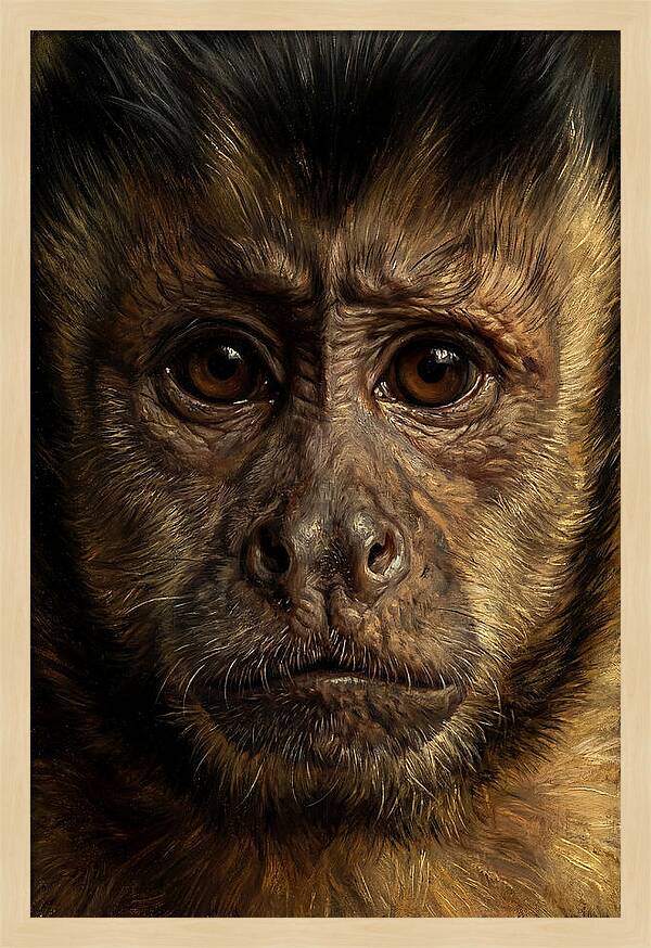 Intimate Capuchin Monkey Portrait