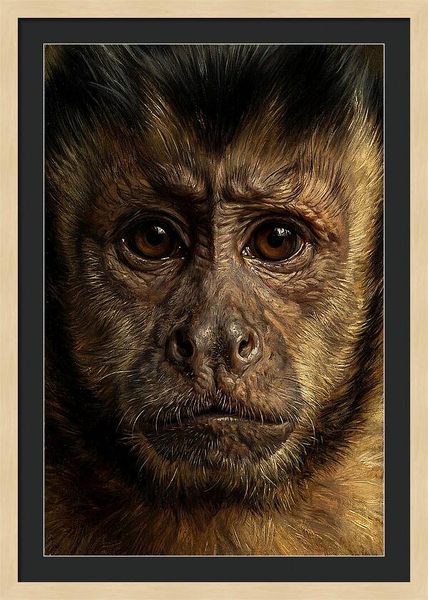 Intimate Capuchin Monkey Portrait