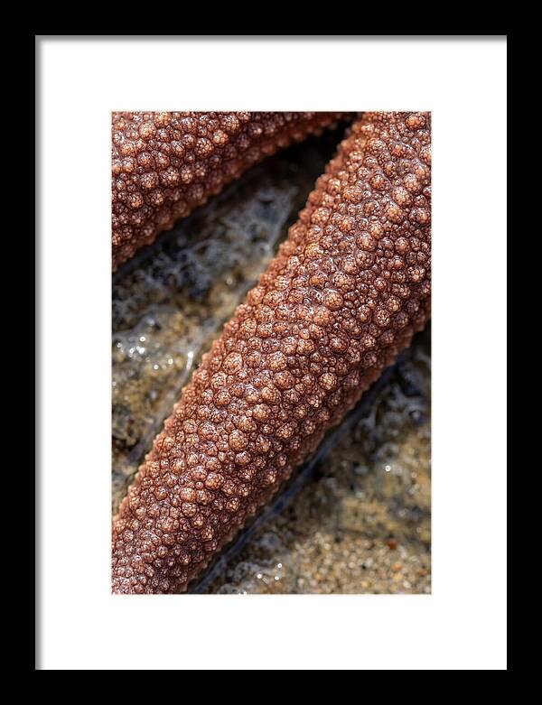 Intricate Starfish Patterns