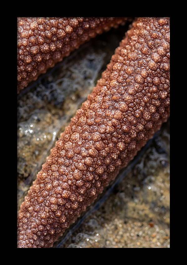 Intricate Starfish Patterns