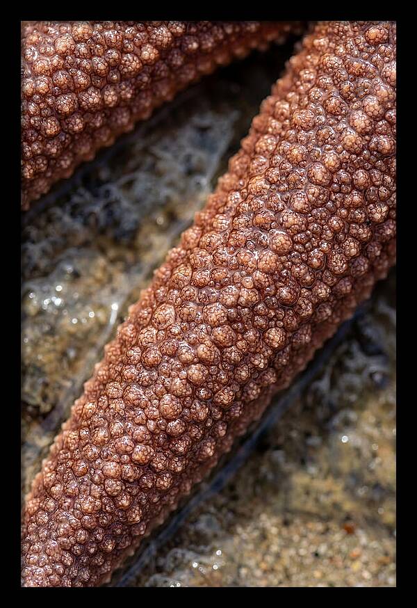 Intricate Starfish Patterns