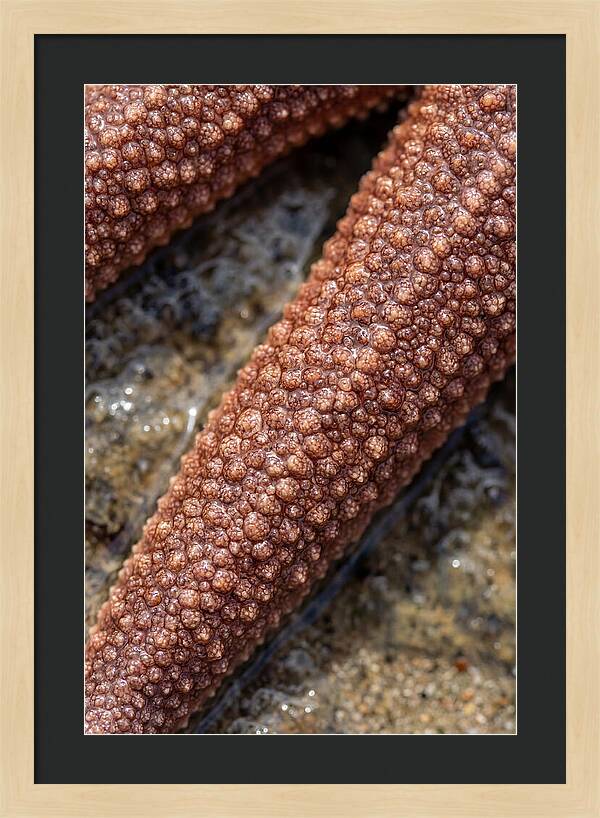 Intricate Starfish Patterns