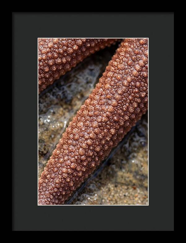 Intricate Starfish Patterns