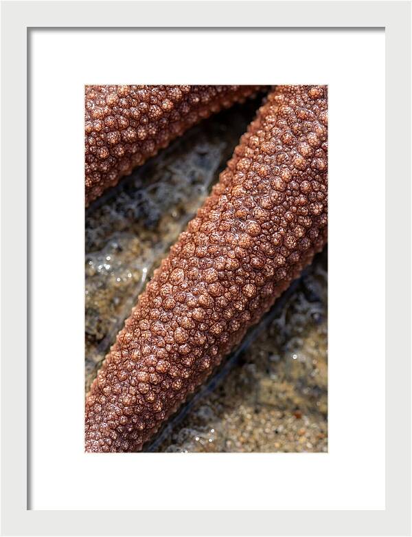 Intricate Starfish Patterns
