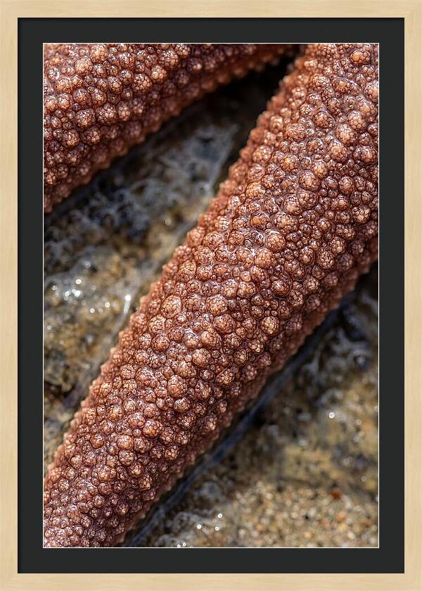 Intricate Starfish Patterns
