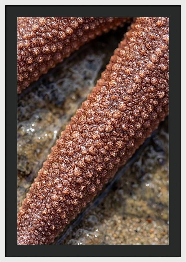 Intricate Starfish Patterns