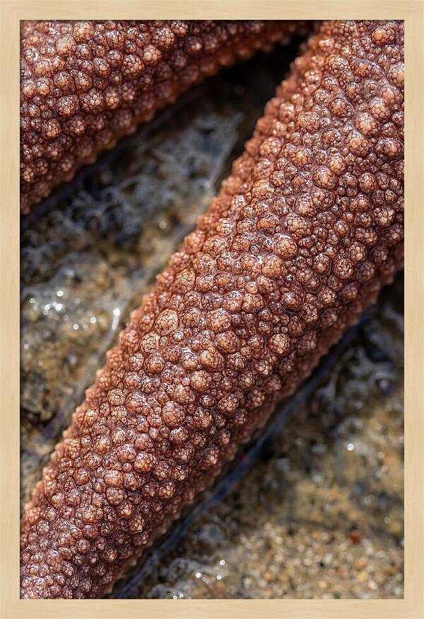 Intricate Starfish Patterns