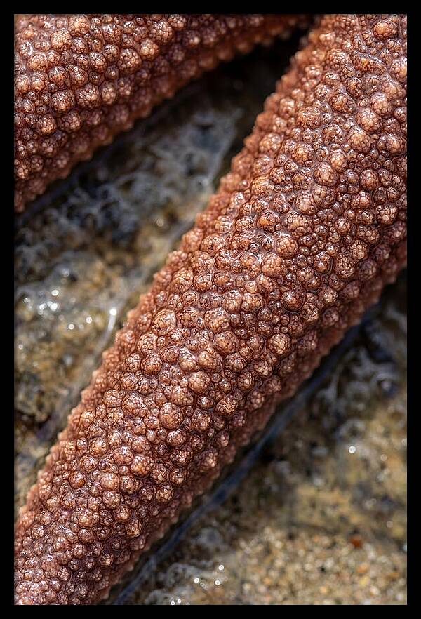 Intricate Starfish Patterns