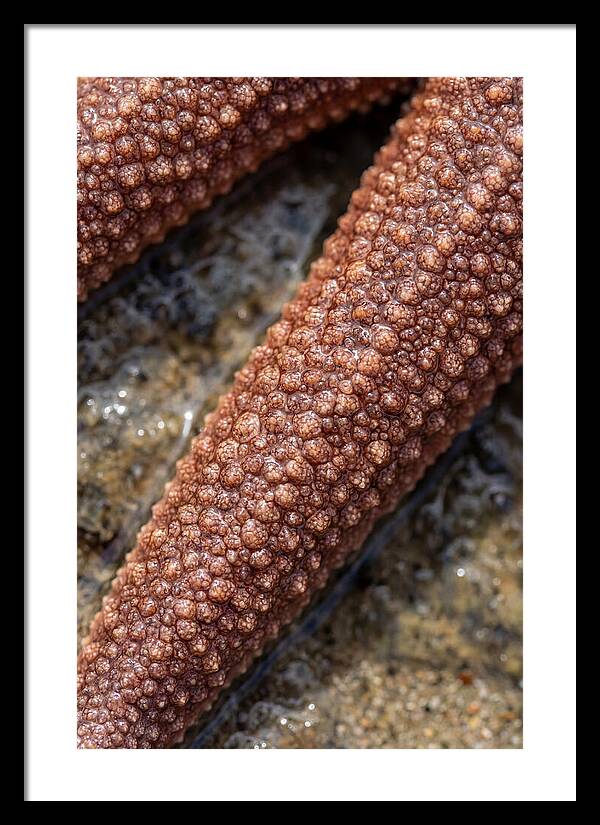 Intricate Starfish Patterns